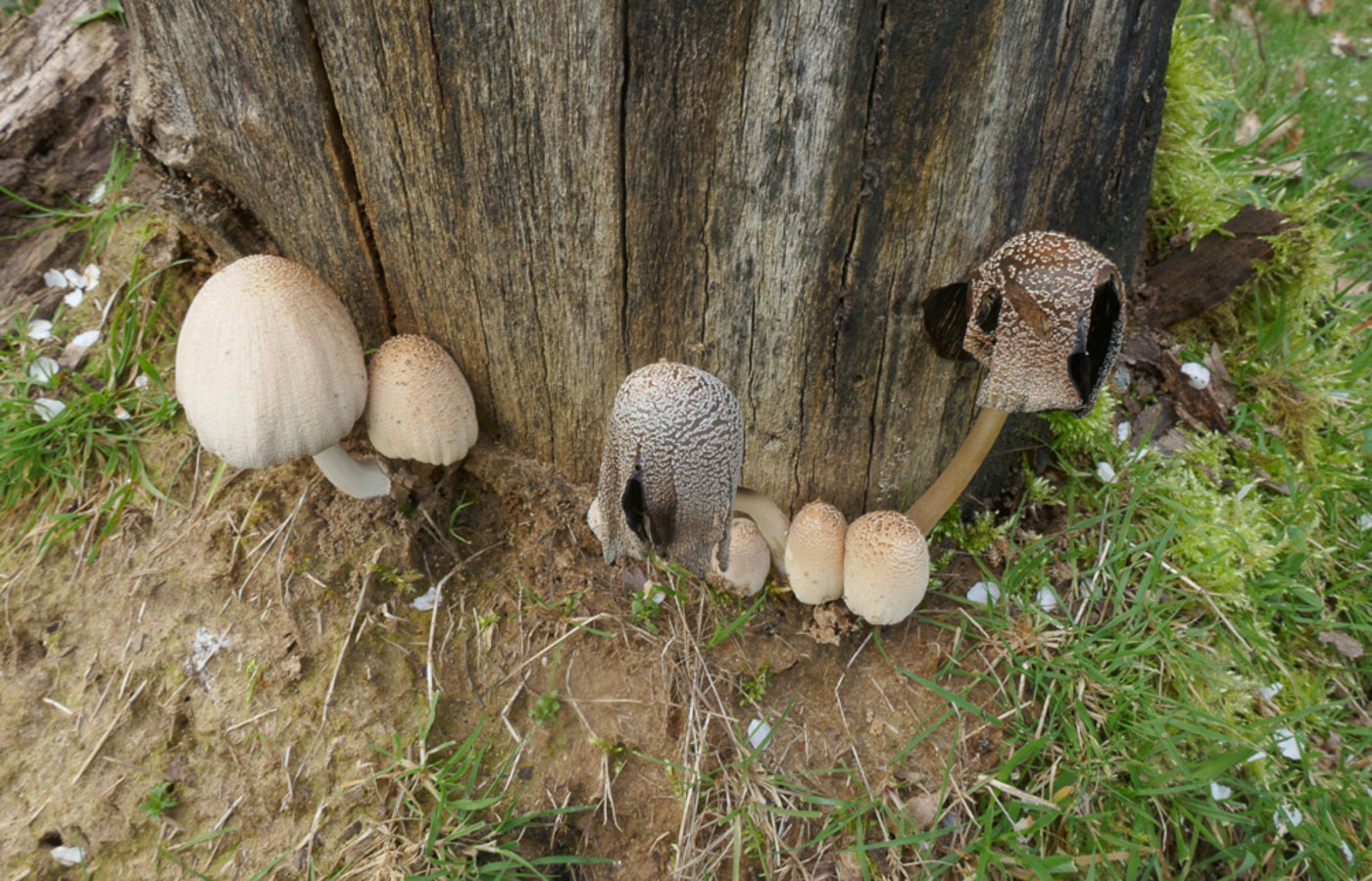 Photo © Jackie Ewan Coprinellus ellisii by Jackie Ewan